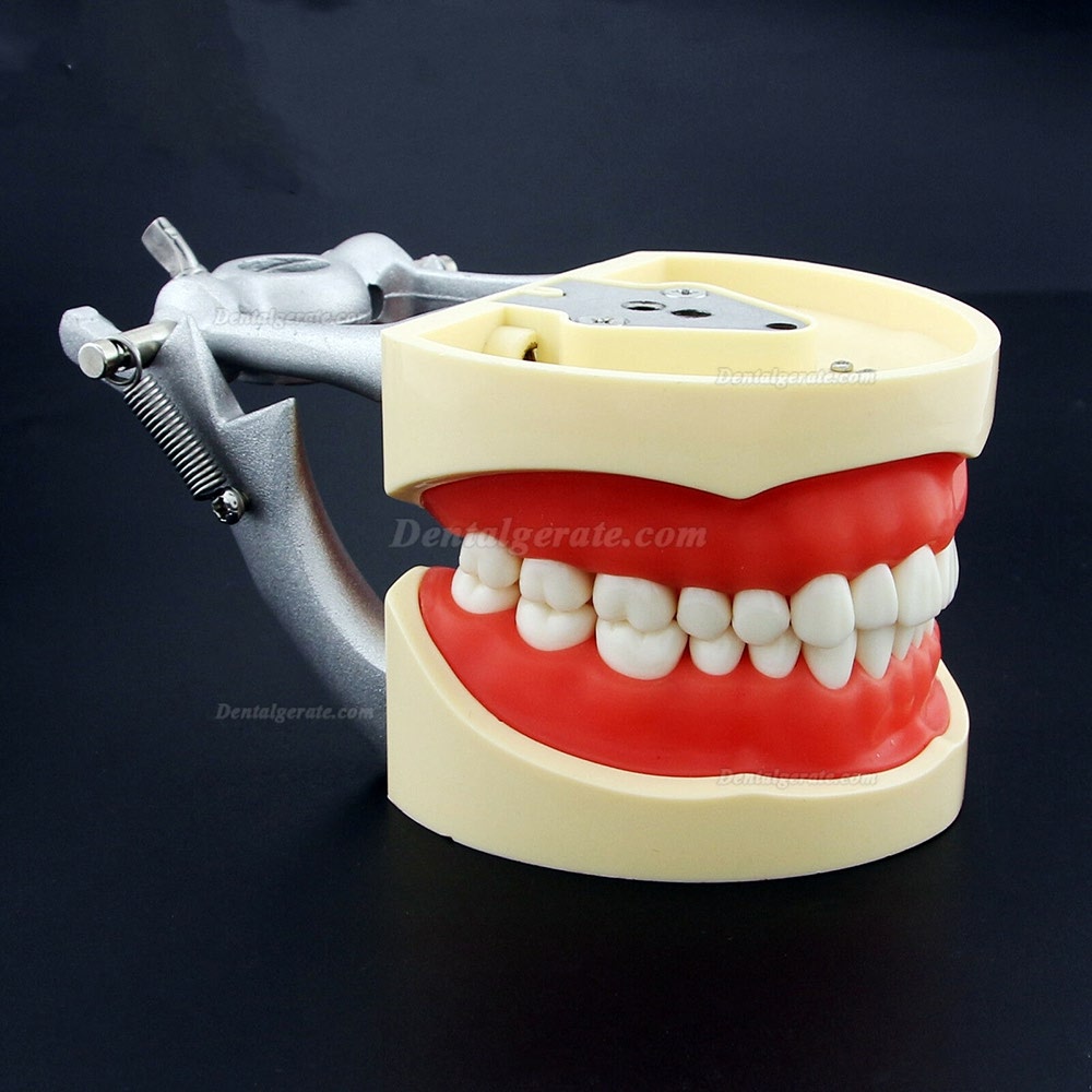 Kilgore NISSIN 200 Typ Dental Typodont Modell mit abnehmbaren Zähnen Kilgore NISSIN 200 Typ Dental Typodont Modell mit abnehmbaren Zähnen