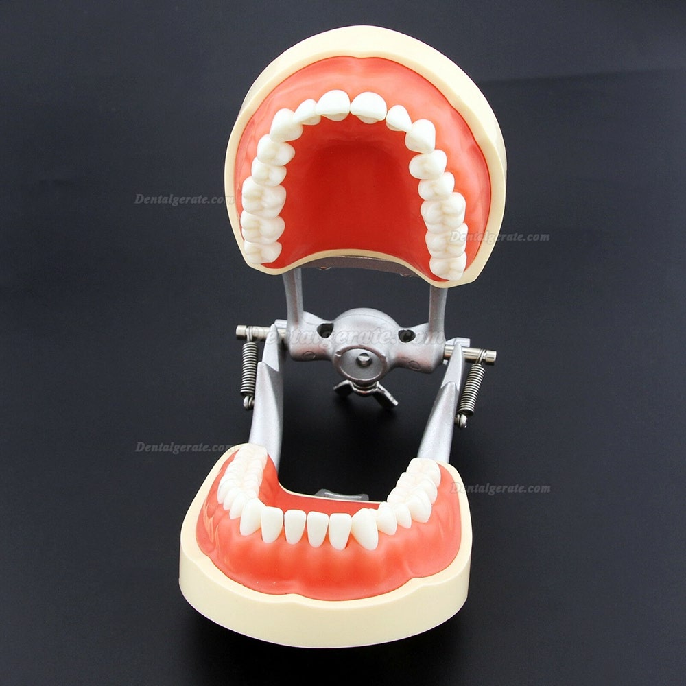 Kilgore NISSIN 200 Typ Dental Typodont Modell mit abnehmbaren Zähnen Kilgore NISSIN 200 Typ Dental Typodont Modell mit abnehmbaren Zähnen