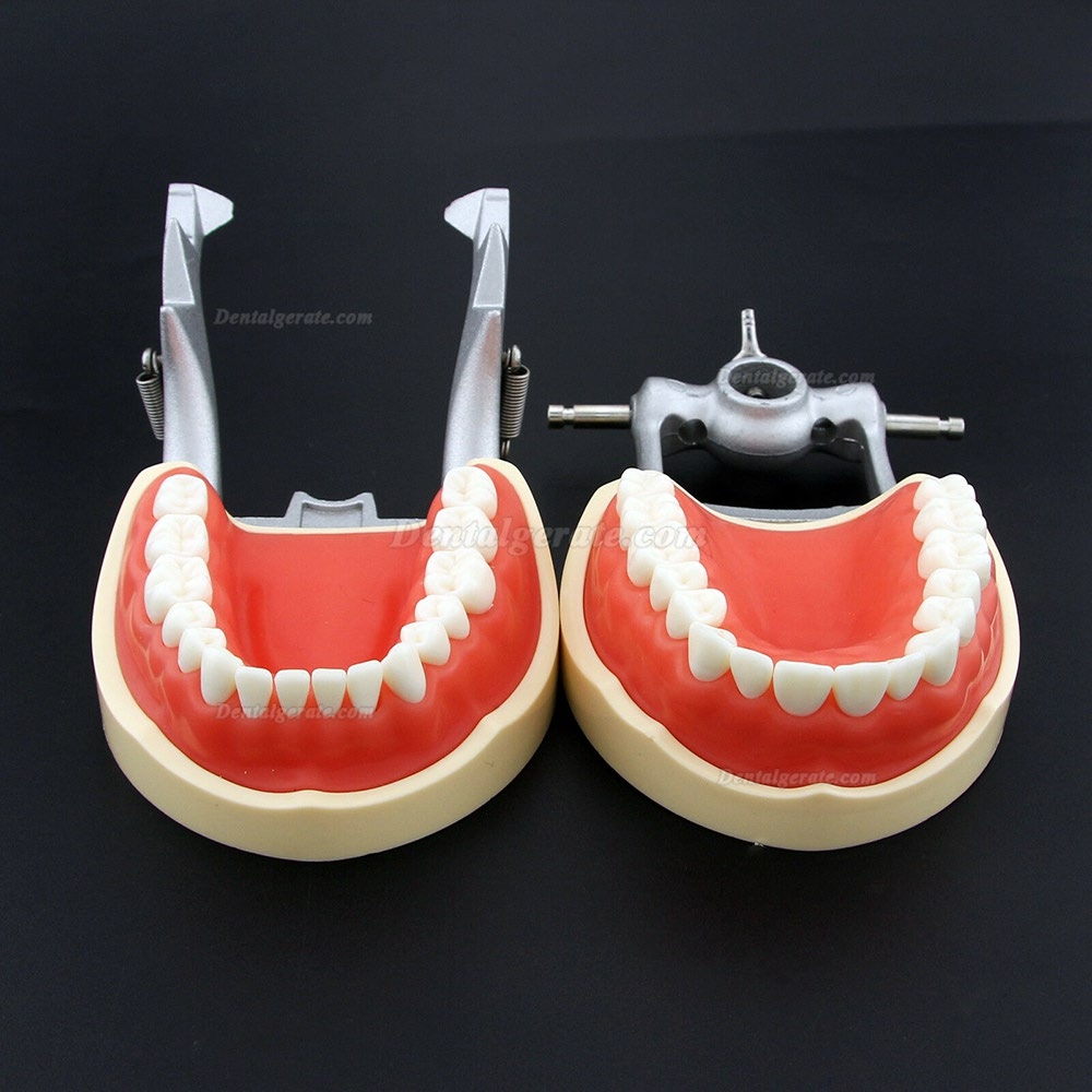 Kilgore NISSIN 200 Typ Dental Typodont Modell mit abnehmbaren Zähnen Kilgore NISSIN 200 Typ Dental Typodont Modell mit abnehmbaren Zähnen