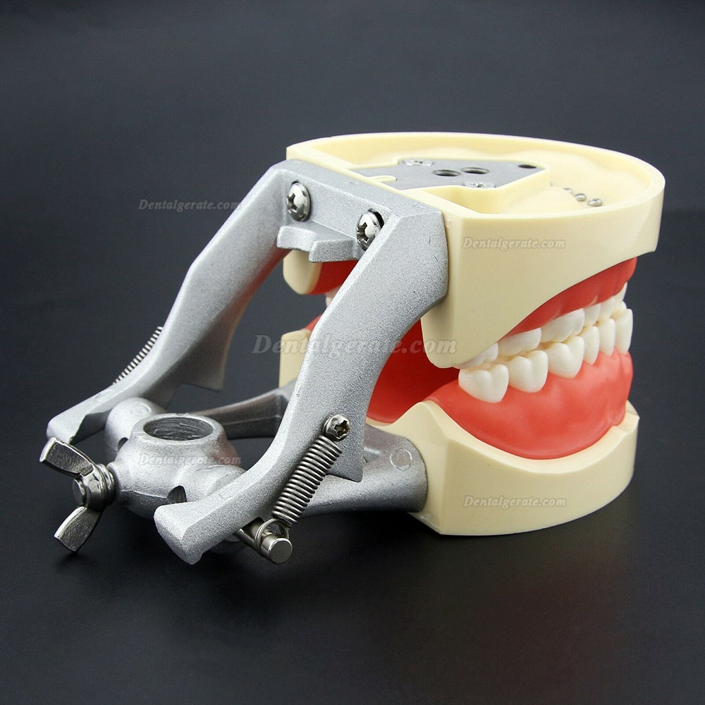Kilgore NISSIN 200 Typ Dental Typodont Modell mit abnehmbaren Zähnen Kilgore NISSIN 200 Typ Dental Typodont Modell mit abnehmbaren Zähnen