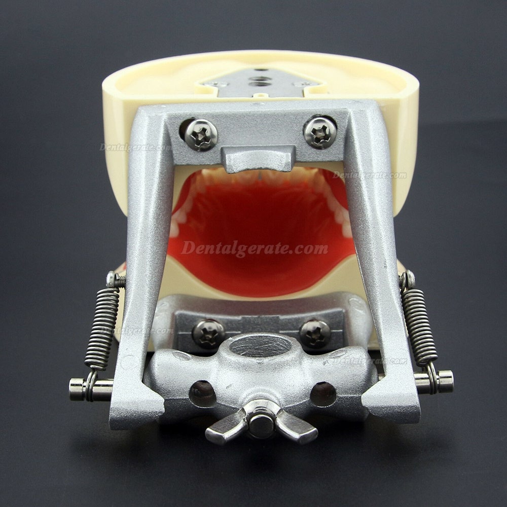 Kilgore NISSIN 200 Typ Dental Typodont Modell mit abnehmbaren Zähnen Kilgore NISSIN 200 Typ Dental Typodont Modell mit abnehmbaren Zähnen