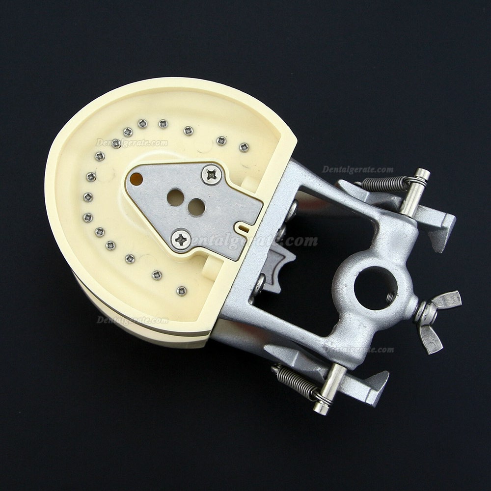 Kilgore NISSIN 200 Typ Dental Typodont Modell mit abnehmbaren Zähnen Kilgore NISSIN 200 Typ Dental Typodont Modell mit abnehmbaren Zähnen