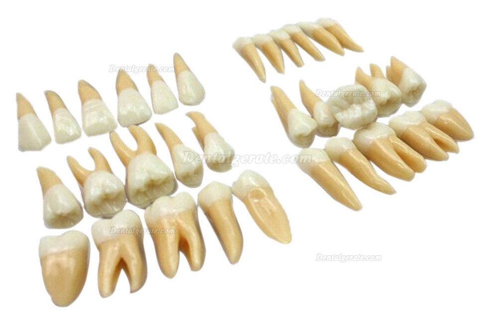 Studie Modell 32 PCS Superior 2.5 mal Z&auml;hne Demonstration Teach