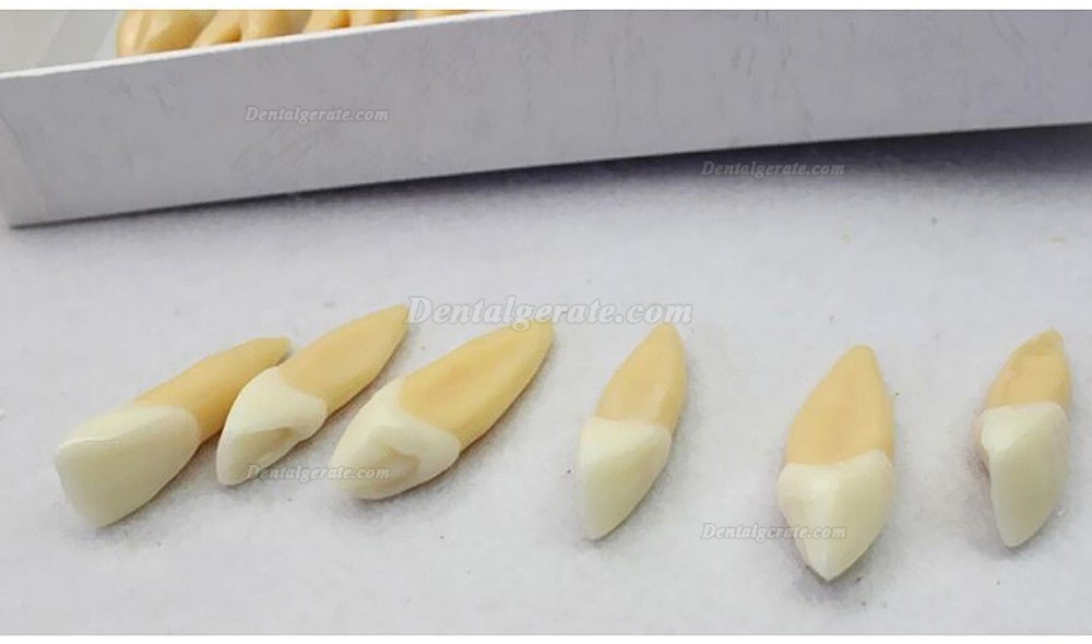 Studie Modell 32 PCS Superior 2.5 mal Z&auml;hne Demonstration Teach