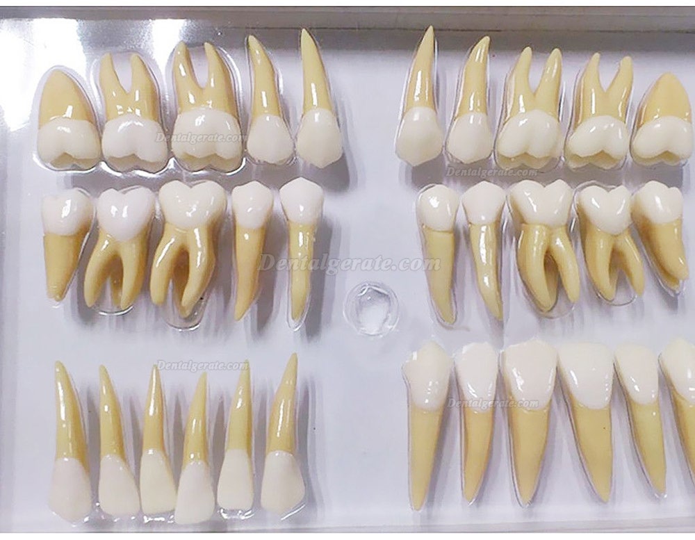 Studie Modell 32 PCS Superior 2.5 mal Z&auml;hne Demonstration Teach