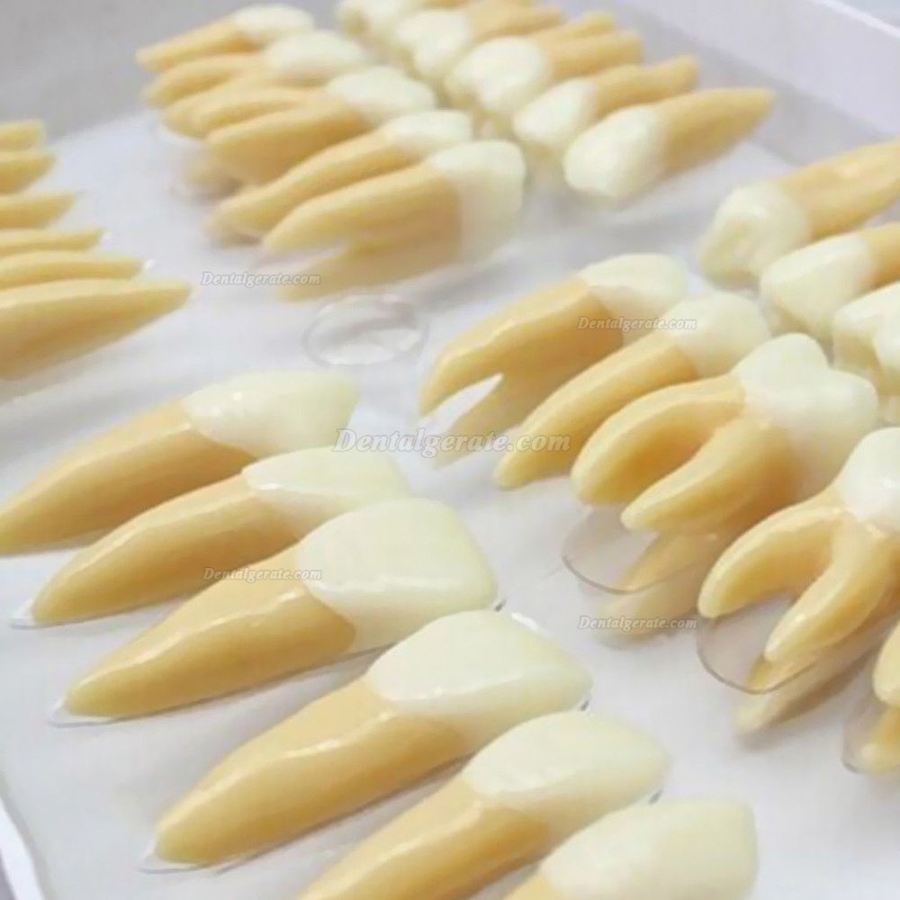 Studie Modell 32 PCS Superior 2.5 mal Z&auml;hne Demonstration Teach