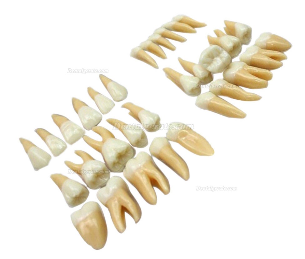 Studie Modell 32 PCS Superior 2.5 mal Z&auml;hne Demonstration Teach