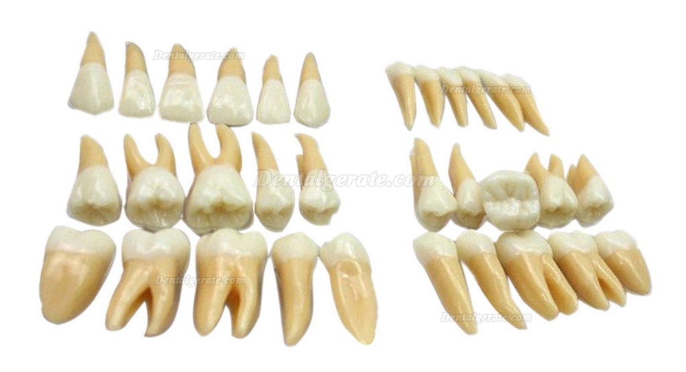 Studie Modell 32 PCS Superior 2.5 mal Z&auml;hne Demonstration Teach