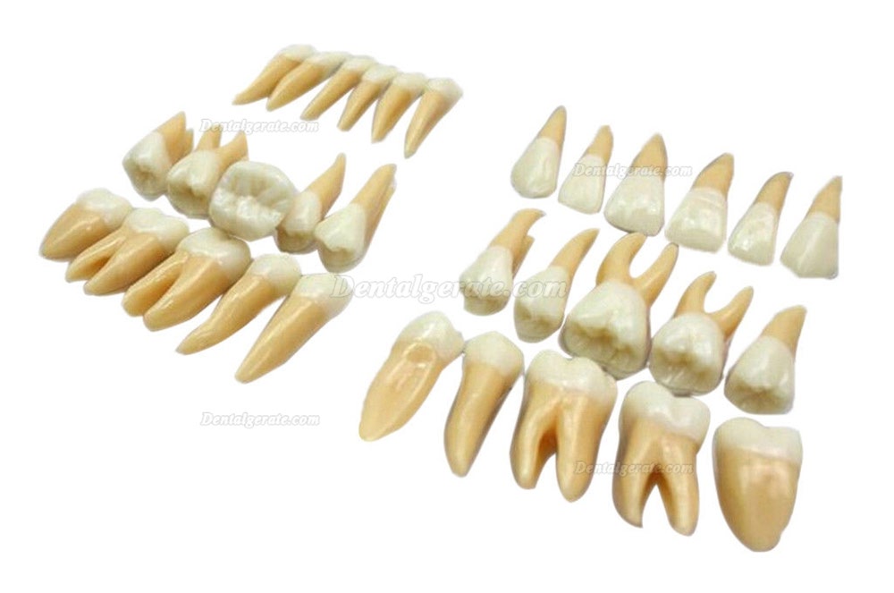 Studie Modell 32 PCS Superior 2.5 mal Z&auml;hne Demonstration Teach