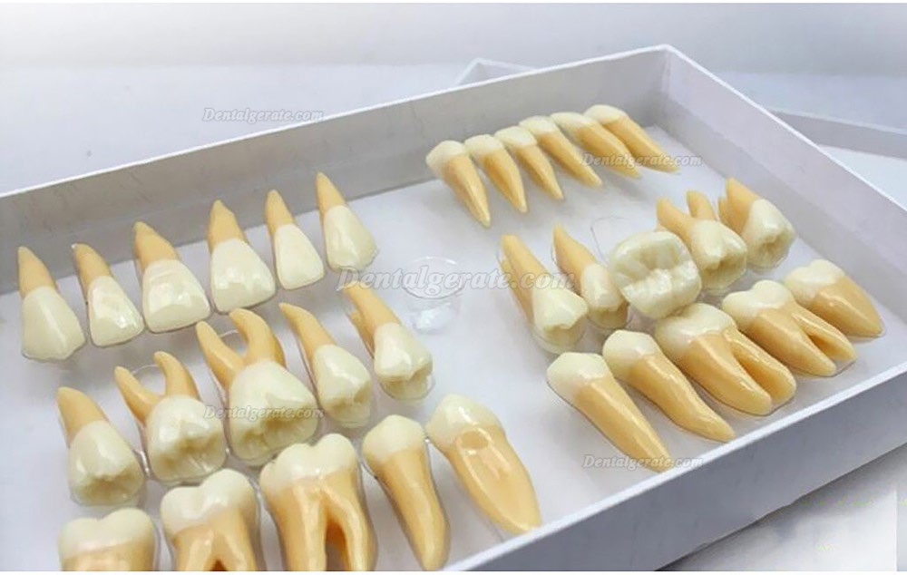 Studie Modell 32 PCS Superior 2.5 mal Z&auml;hne Demonstration Teach