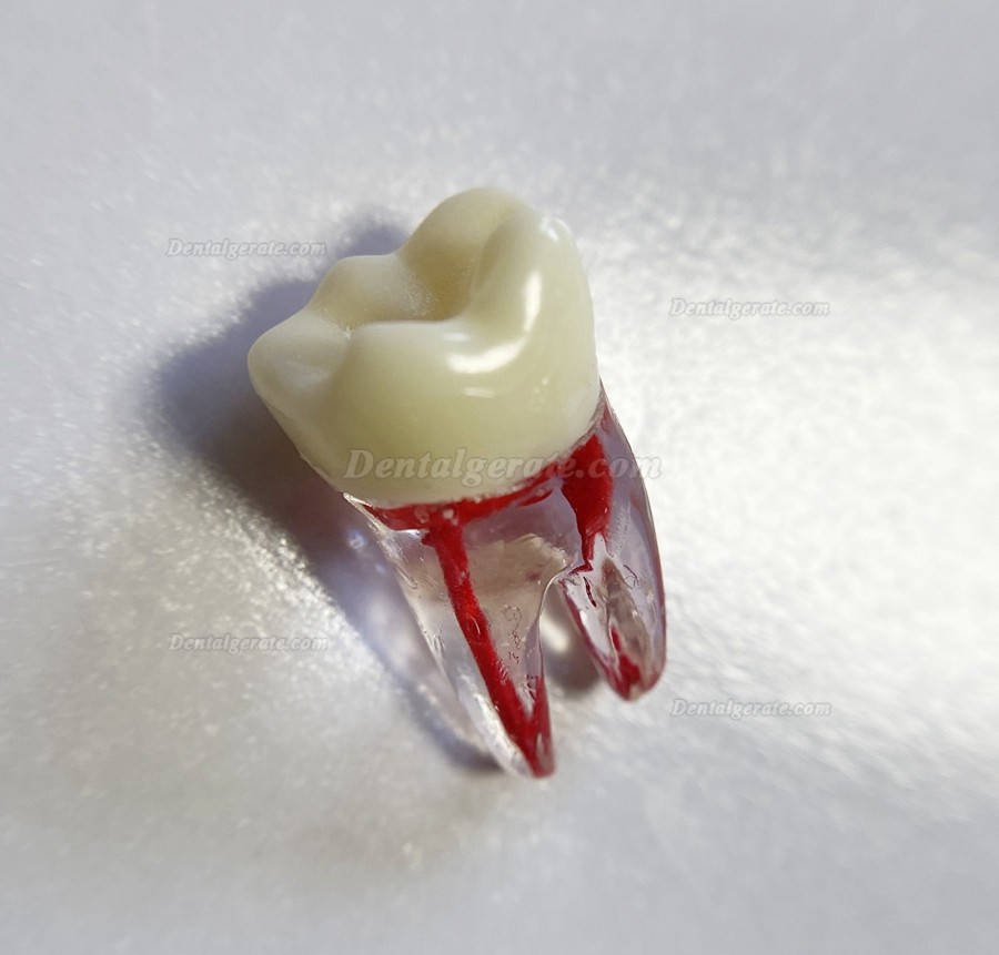 Dental Modellz&auml;hne Endo &Uuml;bungszahn Molarer Oberer Unterer Zahn Pr&auml;molarenwurzel 2/3-wurzeliger Kanal