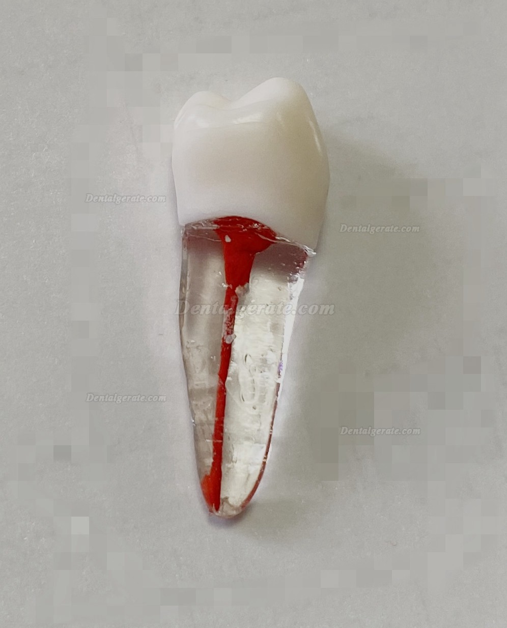 Dental Modellz&auml;hne Endo &Uuml;bungszahn Molarer Oberer Unterer Zahn Pr&auml;molarenwurzel 2/3-wurzeliger Kanal