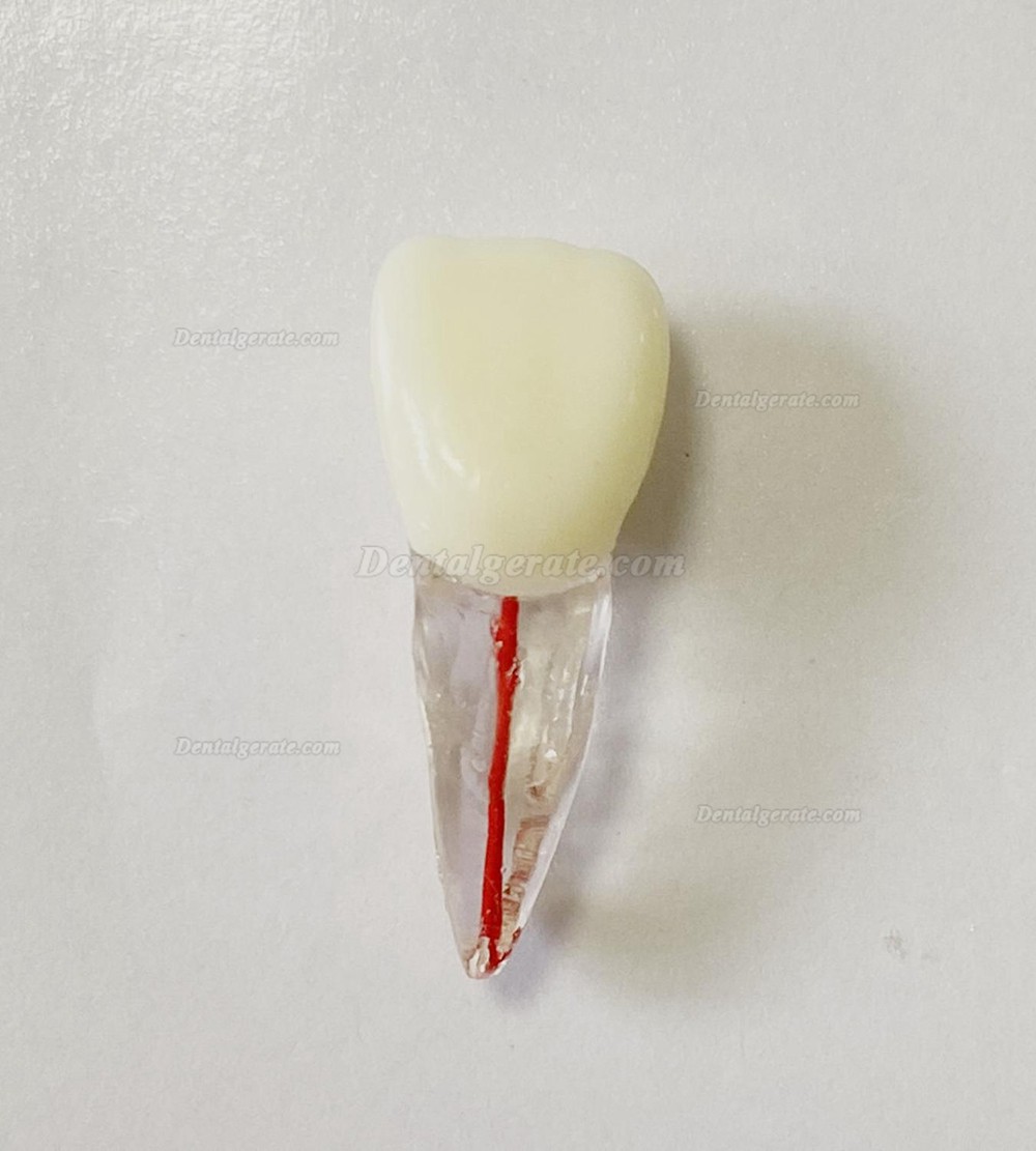 Dental Modellz&auml;hne Endo &Uuml;bungszahn Molarer Oberer Unterer Zahn Pr&auml;molarenwurzel 2/3-wurzeliger Kanal