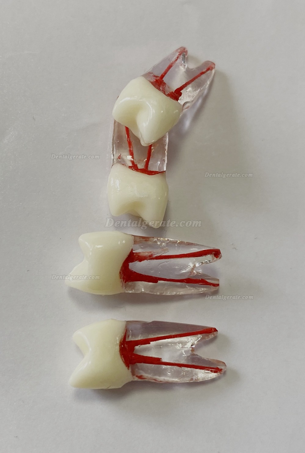 Dental Modellz&auml;hne Endo &Uuml;bungszahn Molarer Oberer Unterer Zahn Pr&auml;molarenwurzel 2/3-wurzeliger Kanal