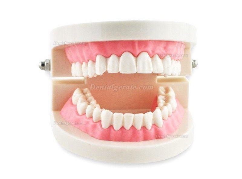 Dental Teach Studie Erwachsene Standard 5.2 Demonstration Z&auml;hne Modell Flesh Pink