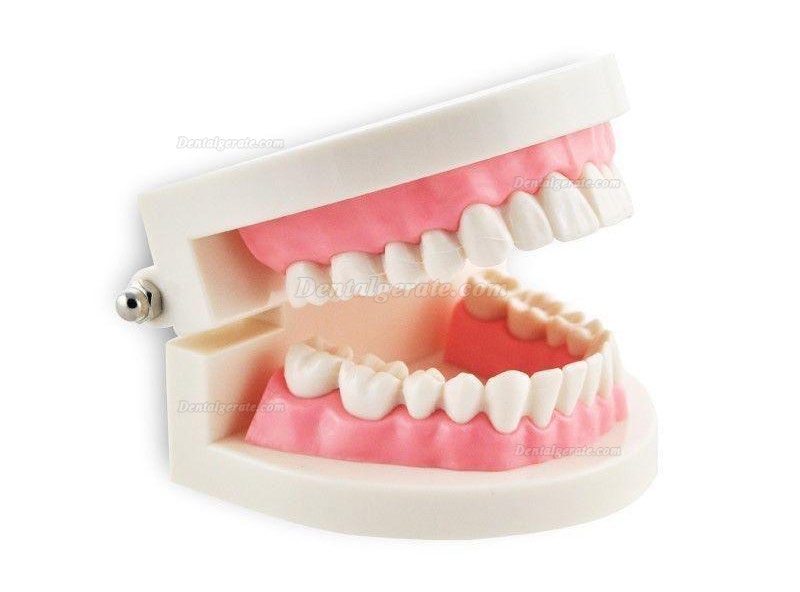 Dental Teach Studie Erwachsene Standard 5.2 Demonstration Z&auml;hne Modell Flesh Pink