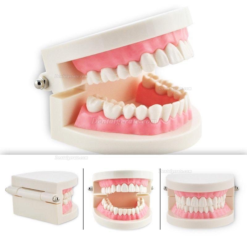 Dental Teach Studie Erwachsene Standard 5.2 Demonstration Z&auml;hne Modell Flesh Pink