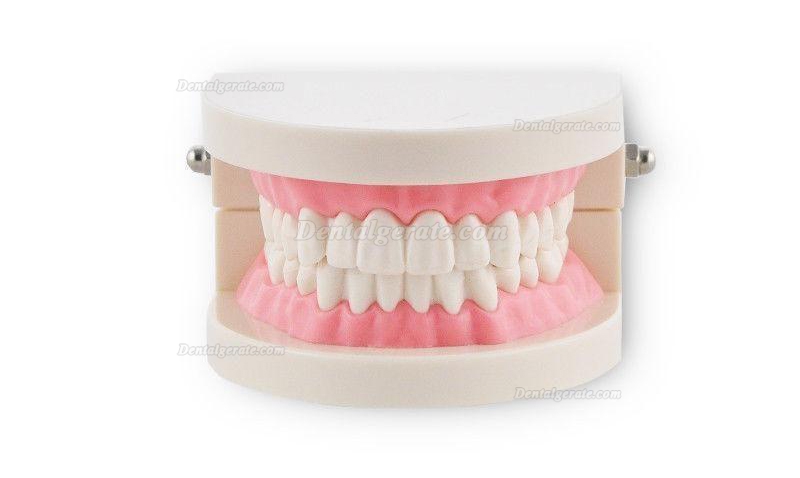 Dental Teach Studie Erwachsene Standard 5.2 Demonstration Z&auml;hne Modell Flesh Pink