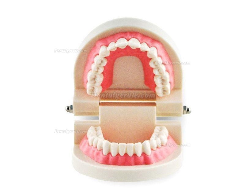 Dental Teach Studie Erwachsene Standard 5.2 Demonstration Z&auml;hne Modell Flesh Pink