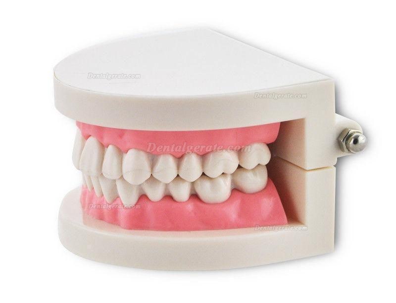 Dental Teach Studie Erwachsene Standard 5.2 Demonstration Z&auml;hne Modell Flesh Pink