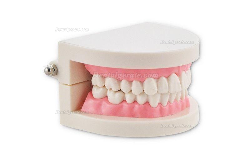 Dental Teach Studie Erwachsene Standard 5.2 Demonstration Z&auml;hne Modell Flesh Pink