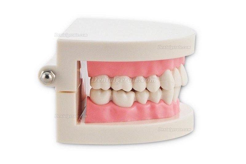 Dental Teach Studie Erwachsene Standard 5.2 Demonstration Z&auml;hne Modell Flesh Pink