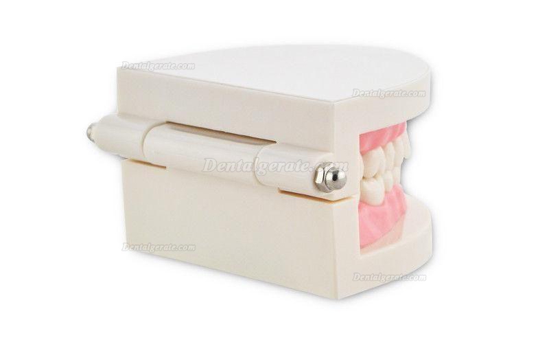 Dental Teach Studie Erwachsene Standard 5.2 Demonstration Z&auml;hne Modell Flesh Pink