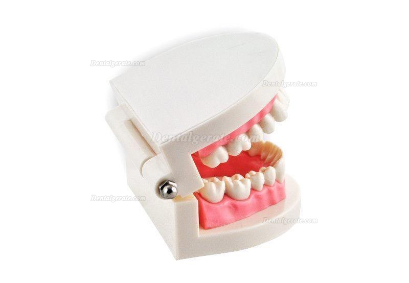 Dental Teach Studie Erwachsene Standard 5.2 Demonstration Z&auml;hne Modell Flesh Pink