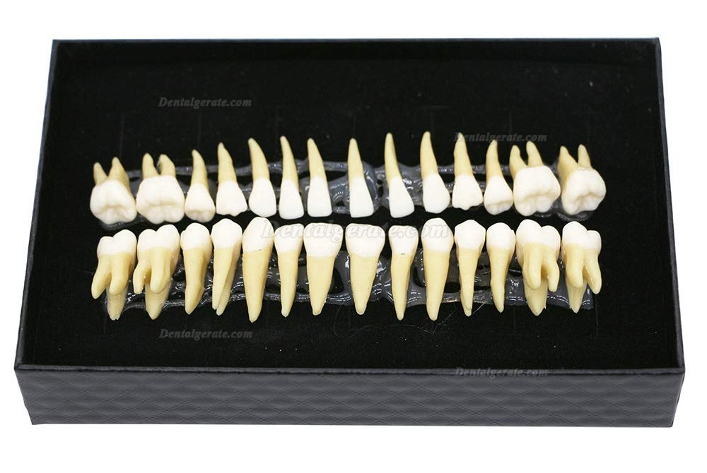 Dental 28 Stück 1: 1 Demonstration Zähne Teach Studie Modell
