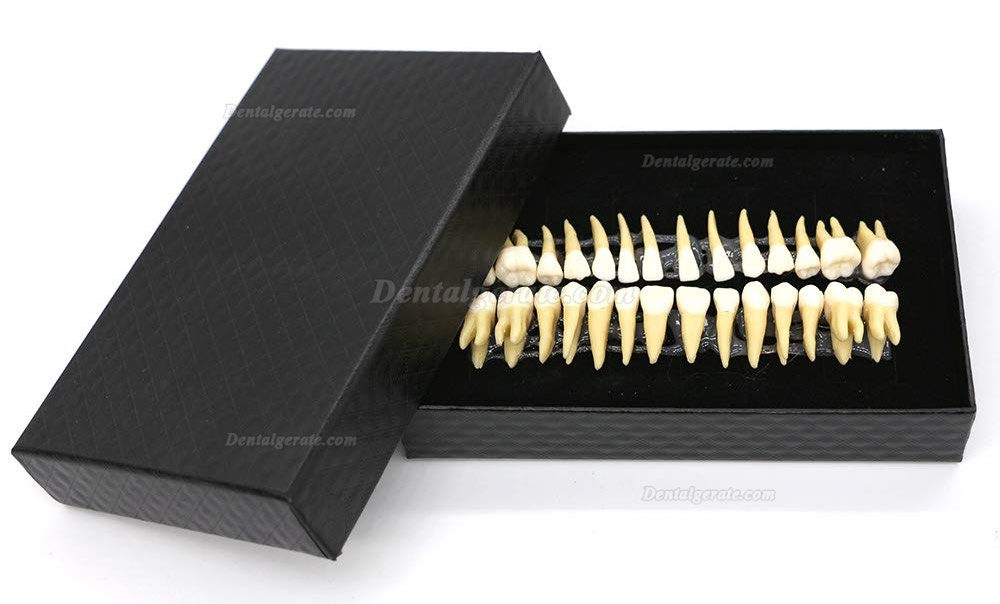 Dental 28 Stück 1: 1 Demonstration Zähne Teach Studie Modell