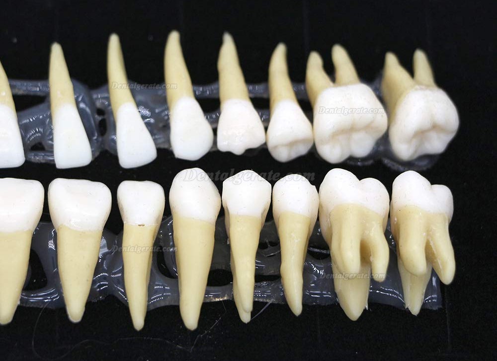 Dental 28 Stück 1: 1 Demonstration Zähne Teach Studie Modell