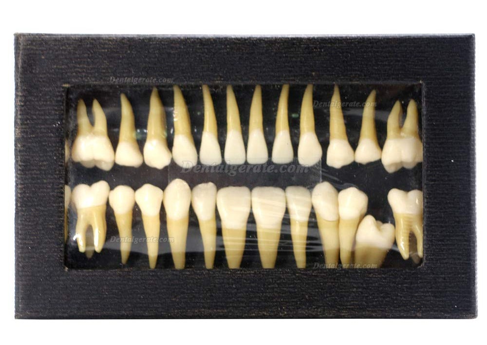 Dental 28 Stück 1: 1 Demonstration Zähne Teach Studie Modell