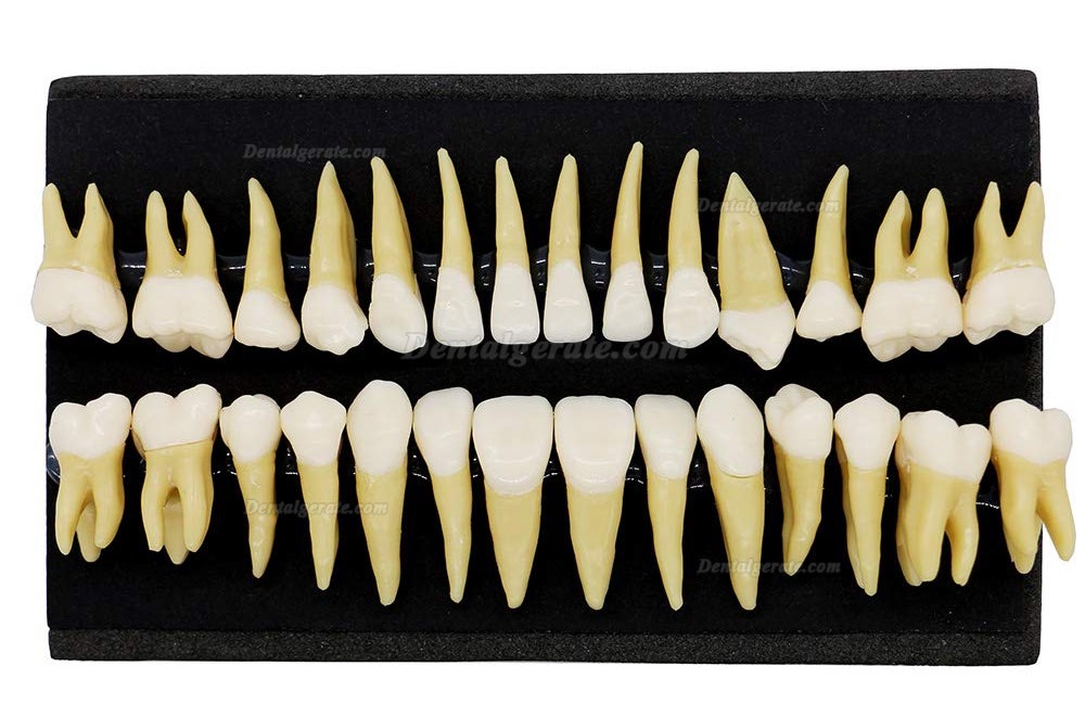 Dental 28 Stück 1: 1 Demonstration Zähne Teach Studie Modell