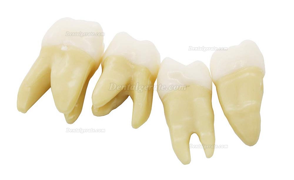 Dental 28 Stück 1: 1 Demonstration Zähne Teach Studie Modell