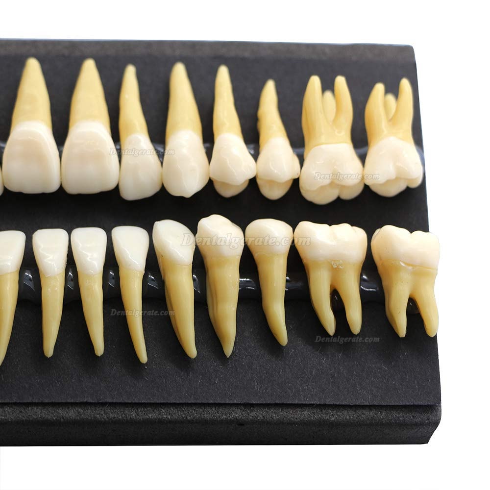 Dental 28 Stück 1: 1 Demonstration Zähne Teach Studie Modell