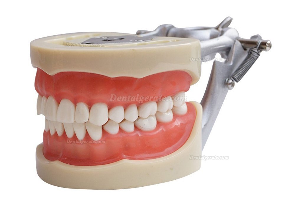 Dental Modell Removable Z&auml;hne Teach Studie Adult Standard Typodont Demonstration
