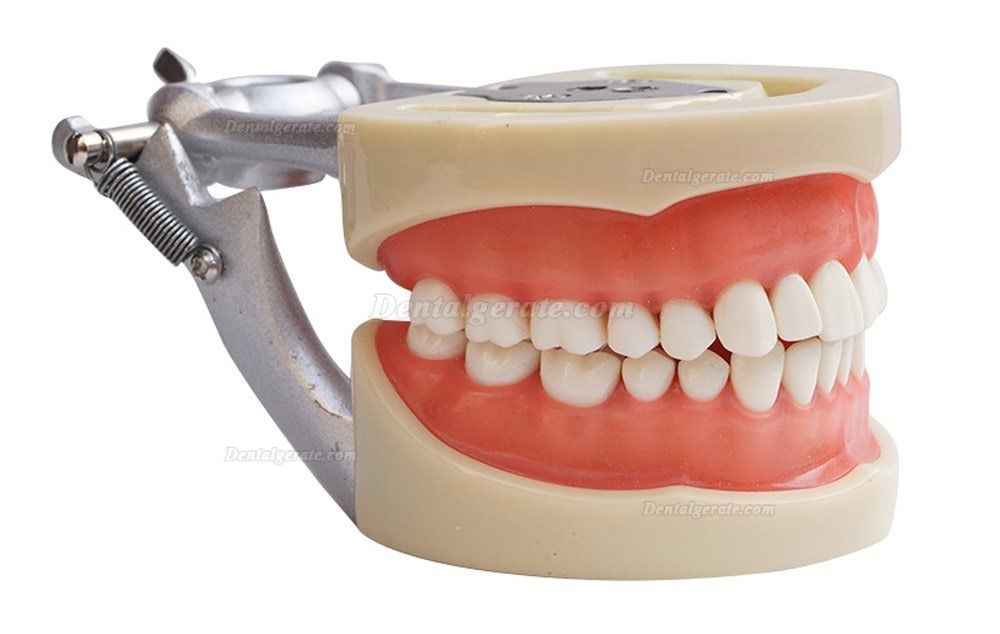 Dental Modell Removable Z&auml;hne Teach Studie Adult Standard Typodont Demonstration