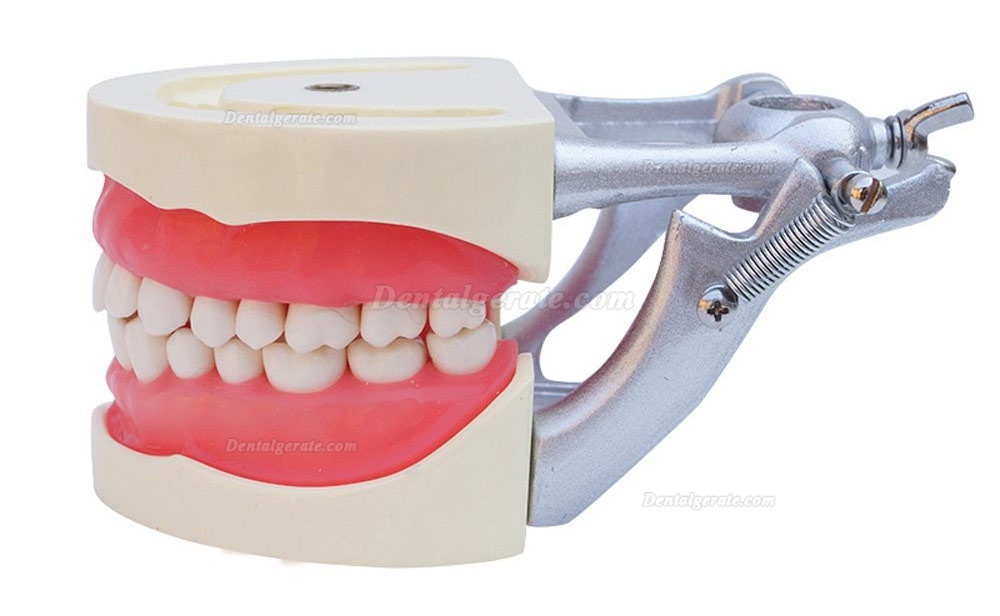 Dental Modell Removable Z&auml;hne Teach Studie Adult Standard Typodont Demonstration