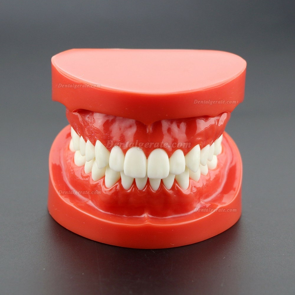 Dental Unterrichten Sie das Studium Erwachsene Standard Typodont Demonstrationsz&auml;hne Modell 7004 Rot