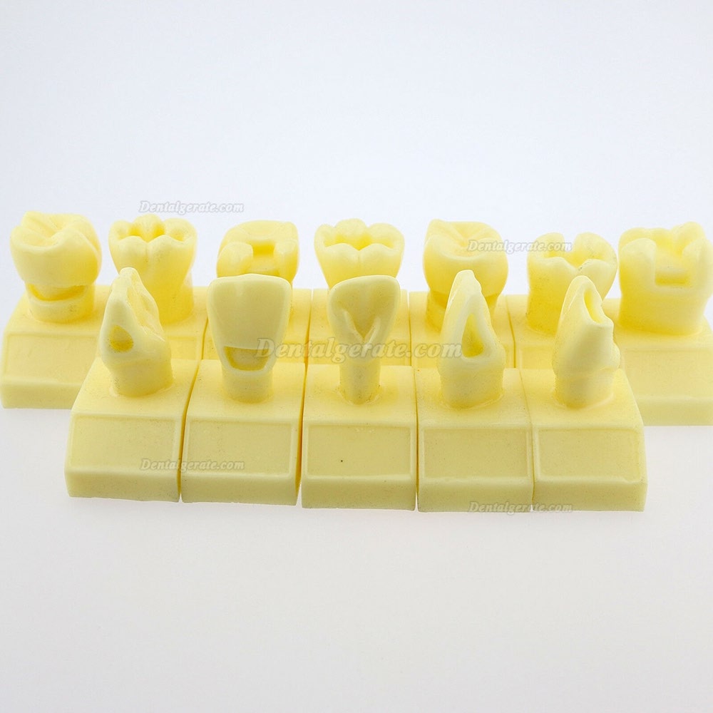 Dental 4-fach Kavit&auml;tenpr&auml;parationsstudie Modell # 7009 01