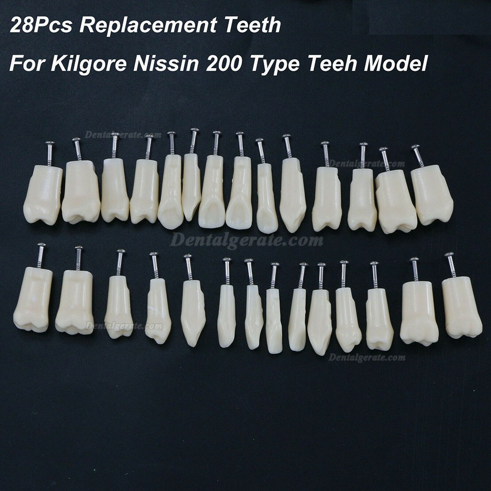 Dental Z&auml;hne Modell Typodont M8024/M8025 Kompatibel Nissin Kilgore 200